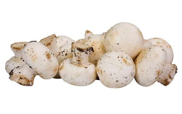Close-up van eetbare paddenstoelen — Stockfoto