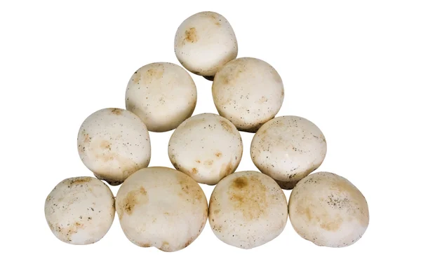 Gros plan sur les champignons comestibles — Photo