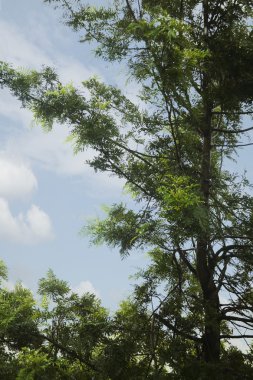 ağaç düşük açılı görünüş