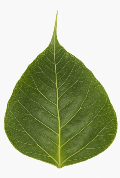 Pipal leaf — Stock Photo, Image