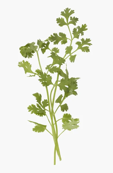 Fresh coriander — Stock Photo, Image