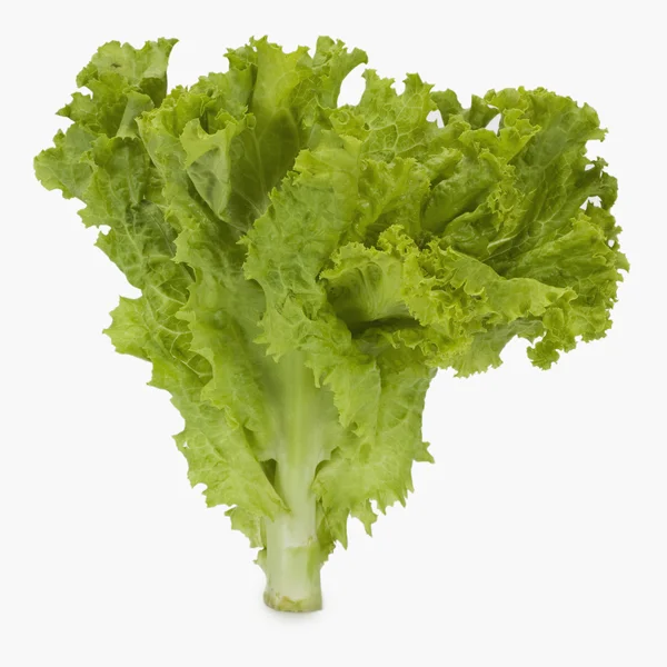 Lettuce — Stock Photo, Image