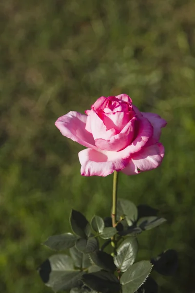 Pink rose — Stock Photo, Image