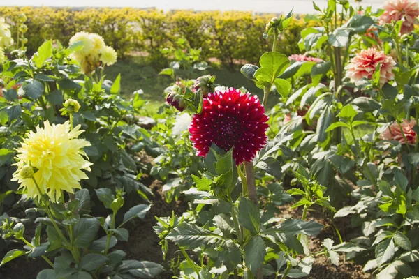 Dahlia flowers — Stock Photo, Image