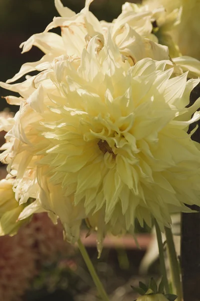 Yellow Dahlia flowers — Stock Photo, Image