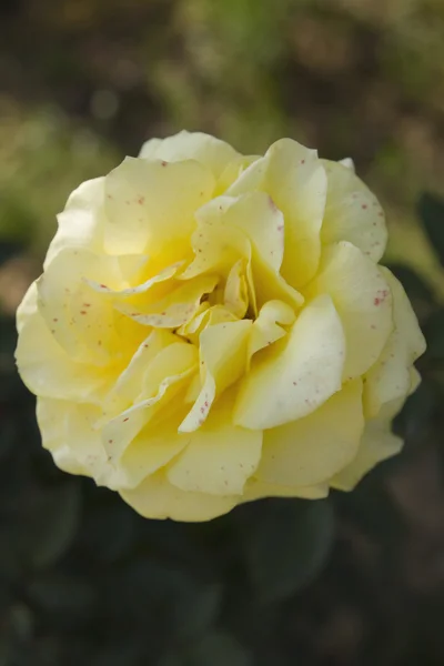 Yellow Rose — Stock Photo, Image