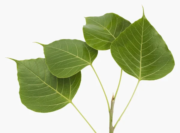 Pipal leaves — Stock Photo, Image