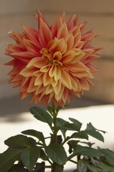 Dahlia flower — Stock Photo, Image