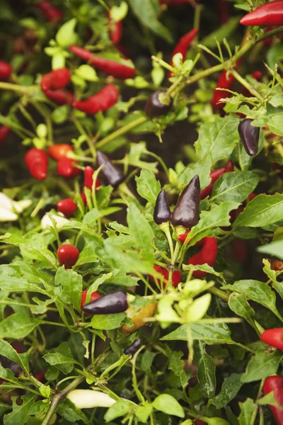 Chili pepper plants — Stock Photo, Image