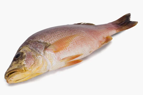 Syrové ryby — Stock fotografie