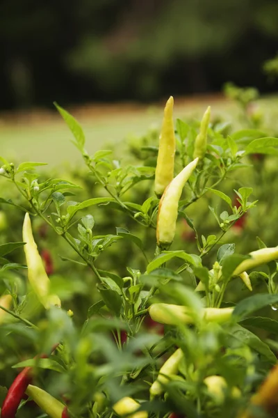 Plantas de pimentão — Fotografia de Stock