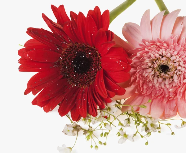 Two Daisy flowers — Stock Photo, Image