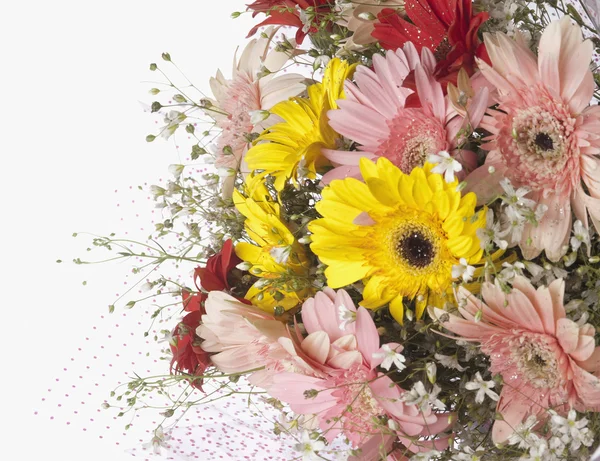 Bouquet of Daisy flowers — Stock Photo, Image