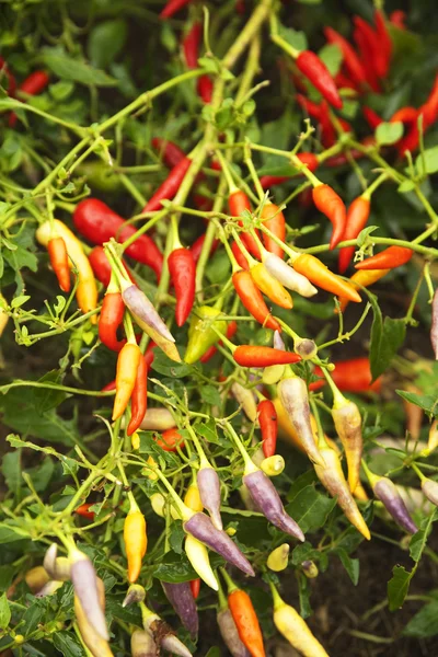 Chili pepper plants — Stock Photo, Image