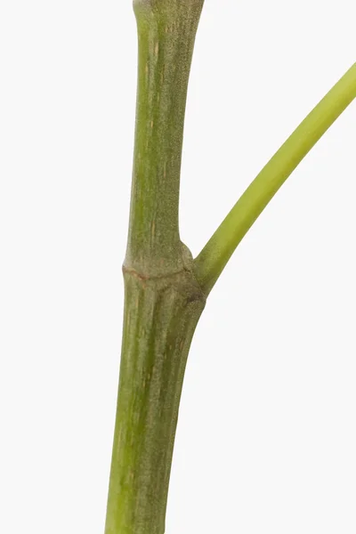 Pipal stem — Stock Photo, Image
