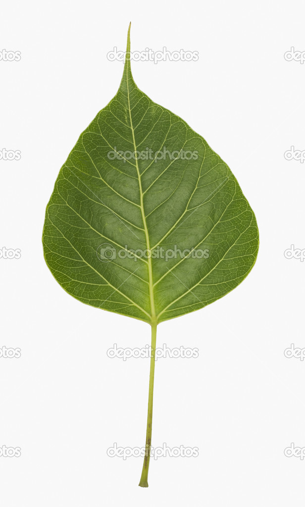 Pipal Leaf Stock Photo C Imagedb Seller 33028191