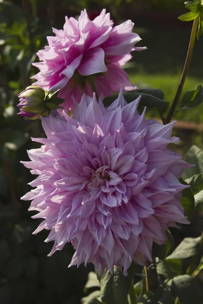 Dahlia flores — Fotografia de Stock