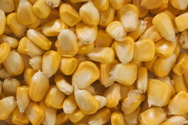 Maïs kernels achtergrond — Stockfoto