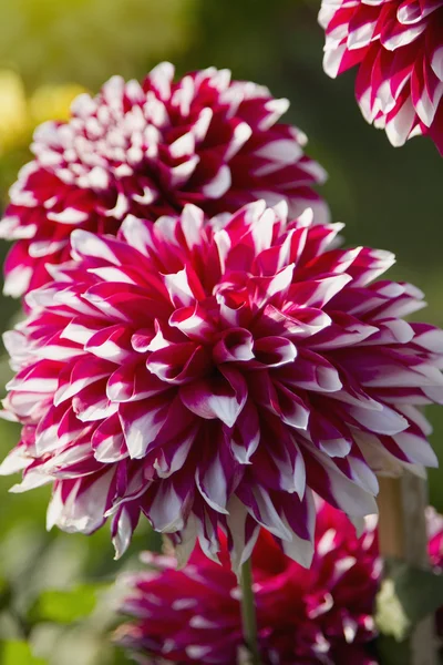 Dahlia flowers — Stock Photo, Image