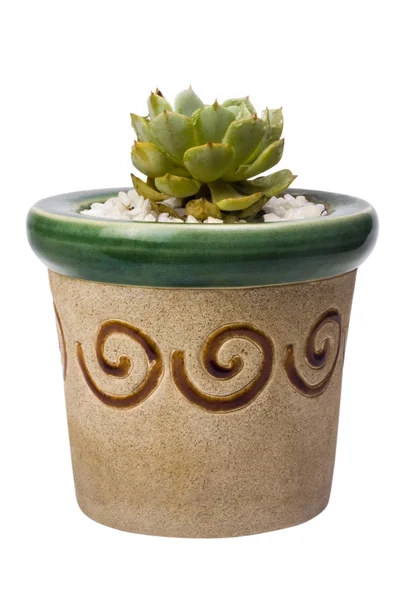 Potted cactus — Stock Photo, Image