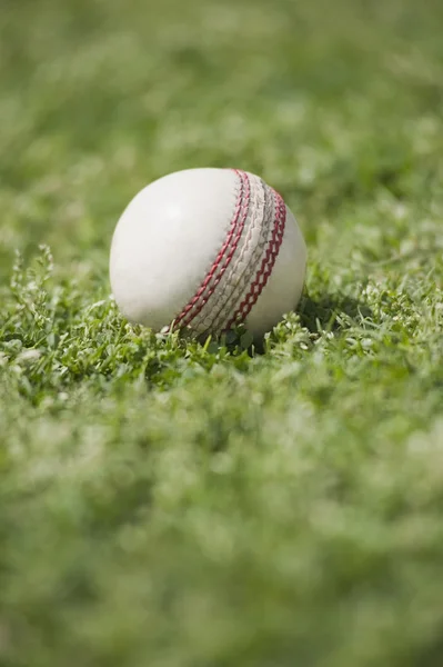Bola de críquete na grama — Fotografia de Stock