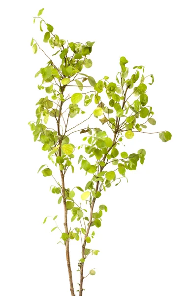 Plant — Stockfoto