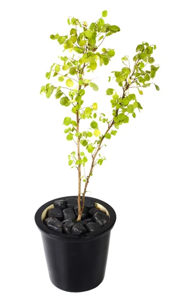 Planta en maceta — Foto de Stock