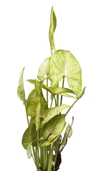 Plant — Stock Photo, Image