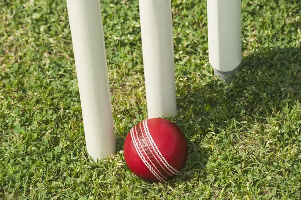 Kriketový míček poblíž pařezů — Stock fotografie