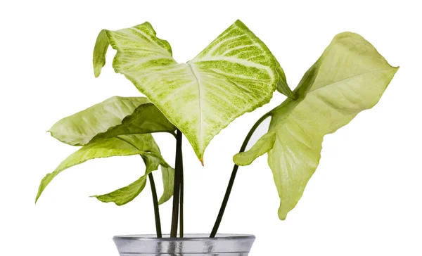 Plant uit philodendron familie — Stockfoto