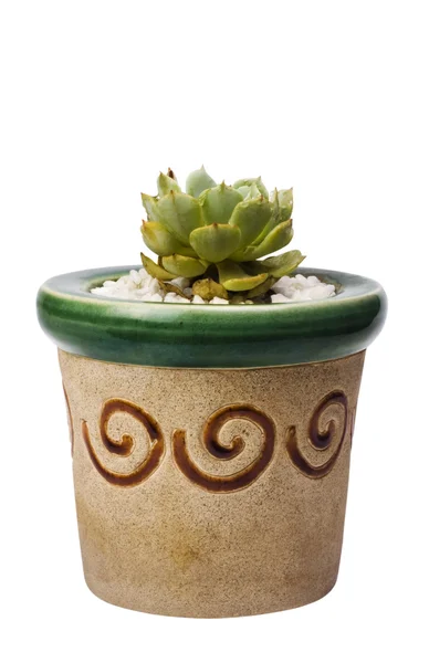 Potted cactus — Stock Photo, Image