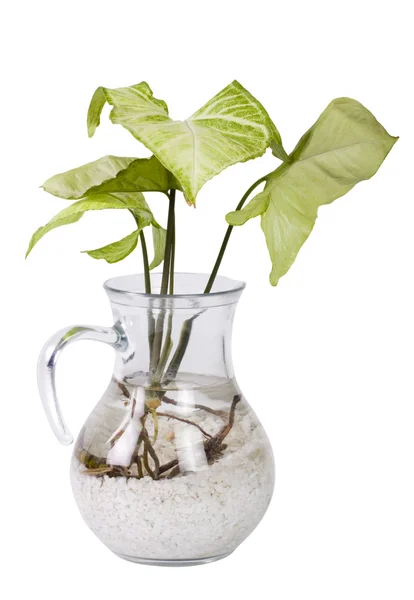 Növény filodendron család — Stock Fotó