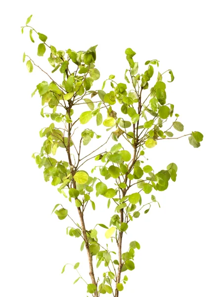 Plant — Stock Photo, Image