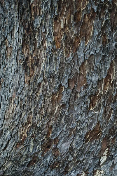 Tree bark — Stock Photo, Image