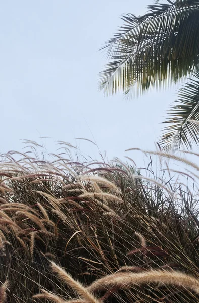 Hierba alta en el campo — Foto de Stock