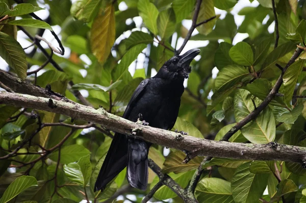 Raven empoleirado em um galho de árvore — Fotografia de Stock