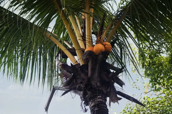 Kookospähkinät puussa — kuvapankkivalokuva