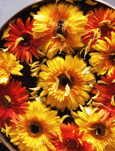 Daisy flowers in a bowl — Stock Photo, Image