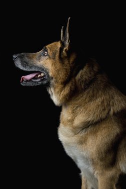 Close-Up bir Alman çoban köpeği