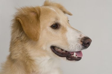 Bir köpeğin yakın çekimi.