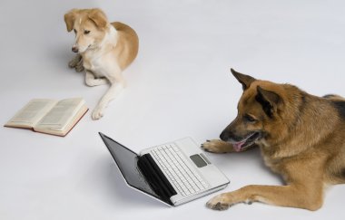 kitap okurken başka bir köpek ile bir dizüstü bilgisayar kullanarak köpek