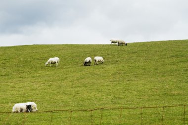koyun ve inek bir tepe üzerinde otlatma