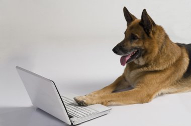 bir dizüstü bilgisayar kullanarak Alman çoban köpeği