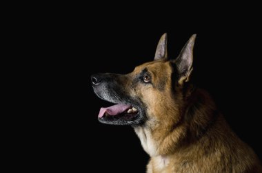 Close-Up bir Alman çoban köpeği