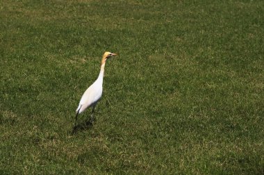 bir çim sığır balıkçıl (bubulcus Ibis)