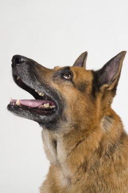 Close-Up bir Alman çoban köpeği