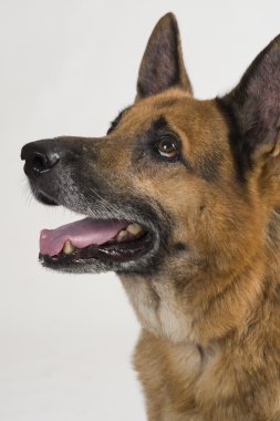 Close-Up bir Alman çoban köpeği