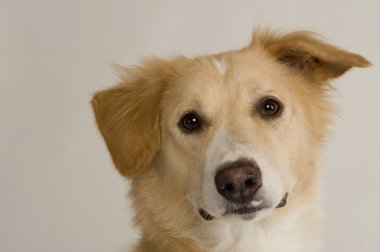 Bir köpeğin yakın çekimi.