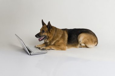 bir dizüstü bilgisayar kullanarak Alman çoban köpeği