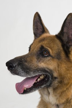 Close-Up bir Alman çoban köpeği